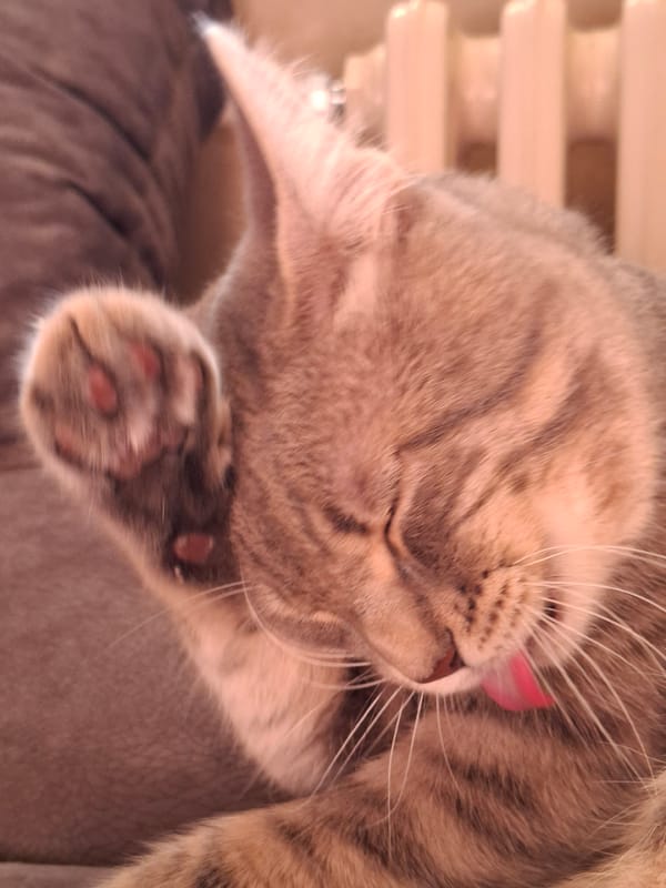 Tabby cat grooming session captured in Novi Sad home