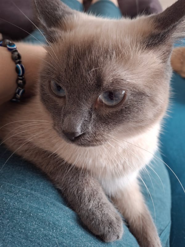 Lazy morning at a Tolyatti apartment with a Siamese cat