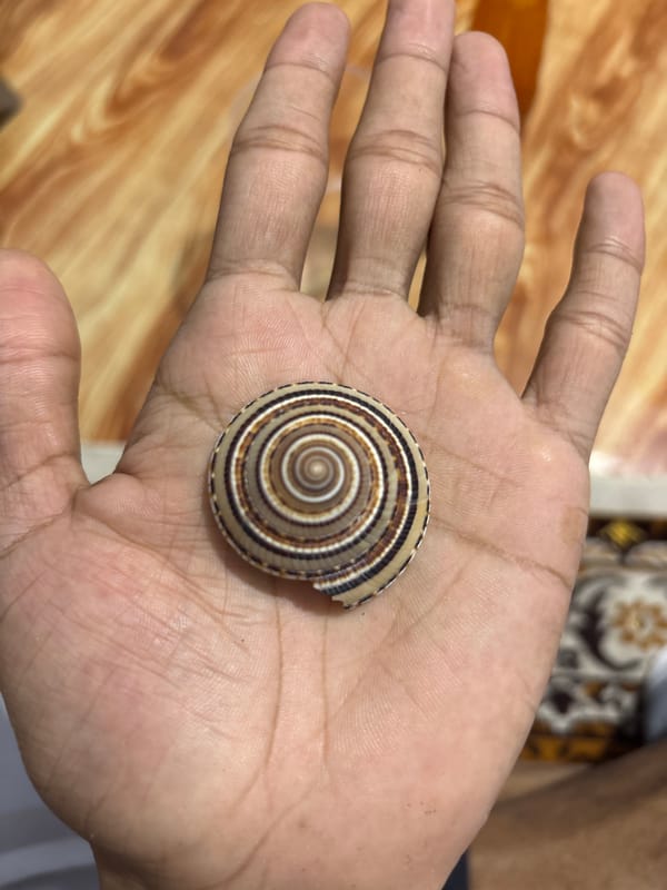 Person holds seashell and hot sauce in Indonesian village