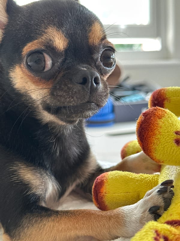 Chihuahua up close, hanging out with toys