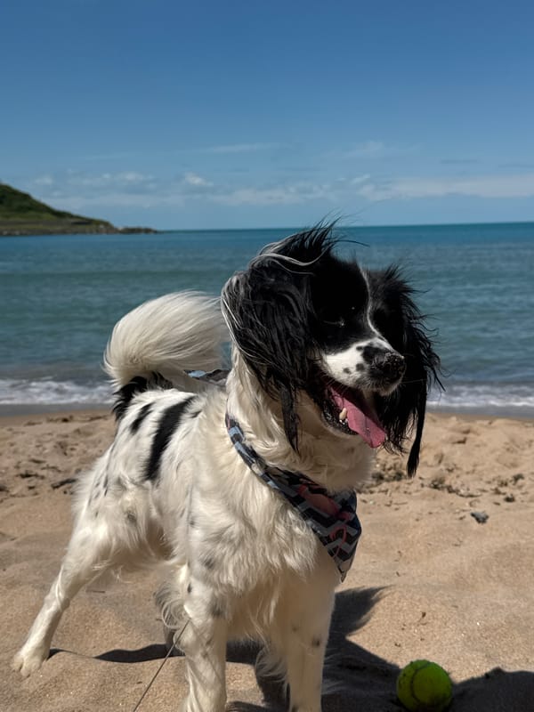 Couple enjoys beach day with dog in Tsarevo, Bulgaria