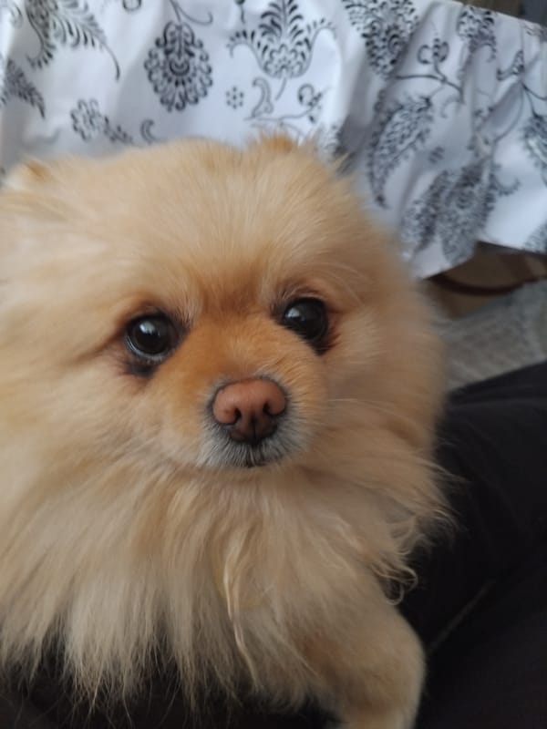 Pomeranian dog photographed resting on patterned bedding in Bulgaria