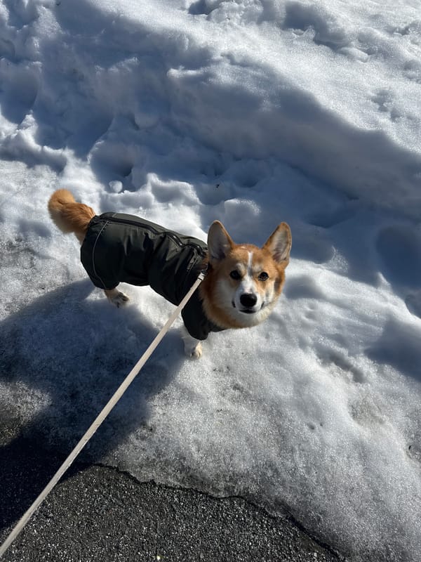 Morning scenes in Votkinsk: dog walks, ducks, breakfast
