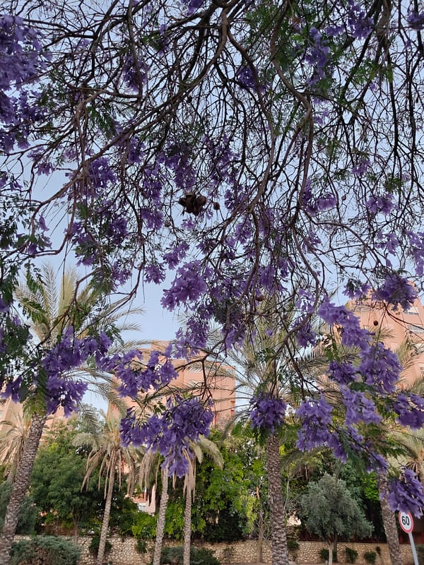 Observer documents blooming trees and urban wildlife in Be'er-Sheva