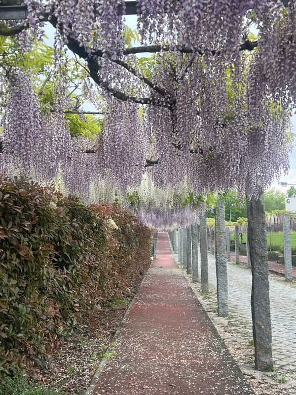 Wisteria trees bloom along pathway in Barcelos, Portugal