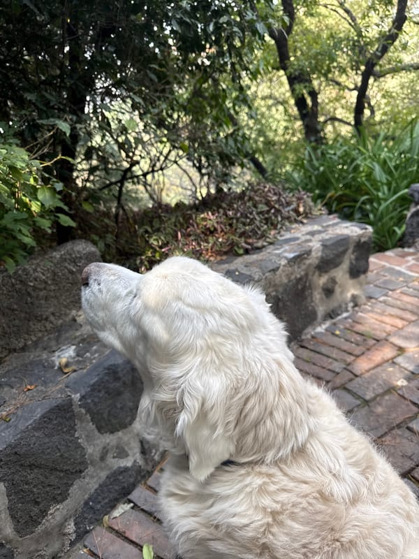 White dog spotted on Mexico City brick walkway