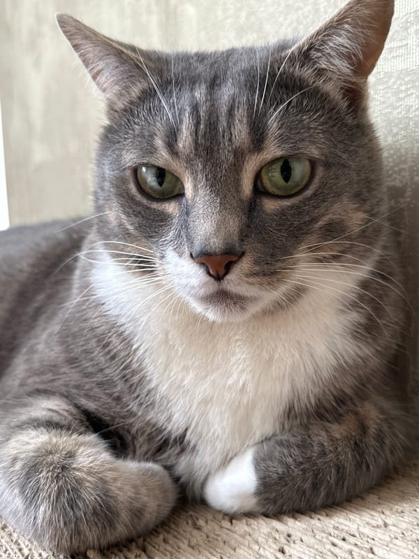 Cat at home, stormy skies, and pigeons on the ground