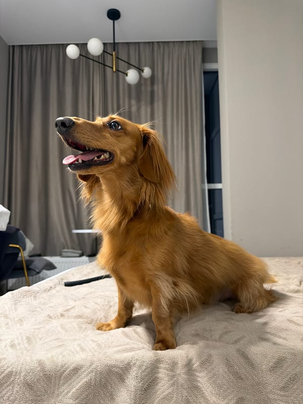 Playful dachshund in a Sochi interior, multiple angles