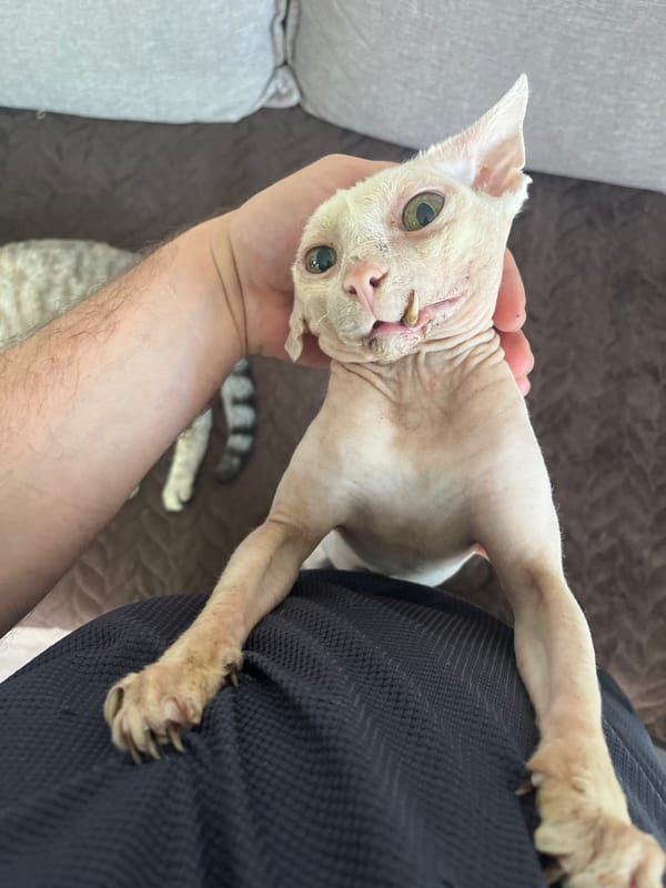Sphynx cats and a TECNO phone repair, same morning
