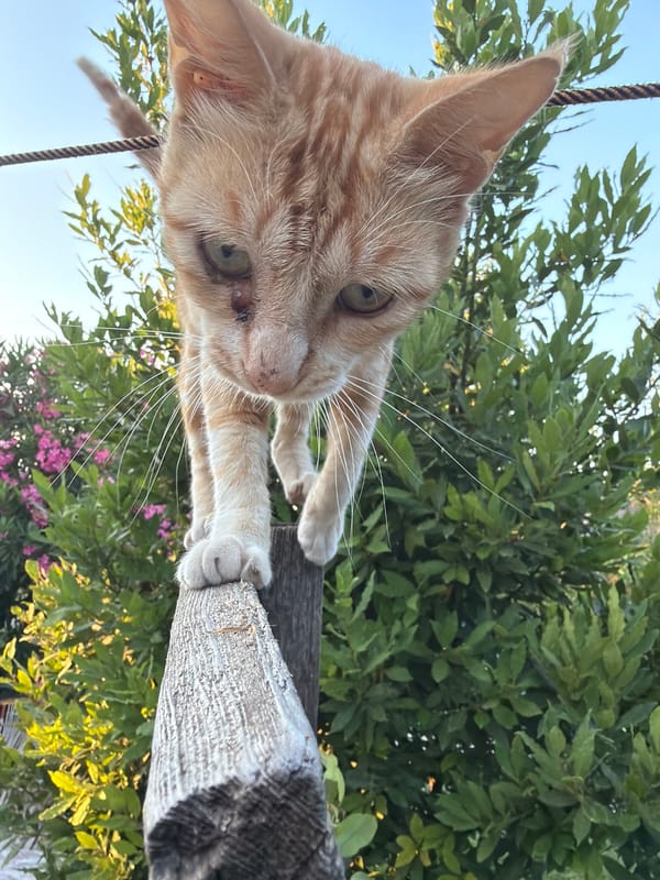 Cats and kittens hanging out in Novxanı, Azerbaijan