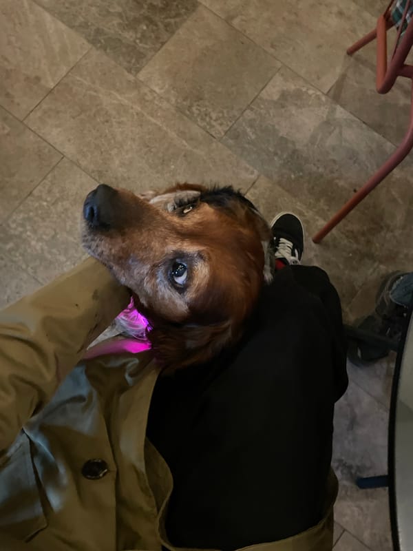 Evening drinks and dining with dog companion in Montenegro