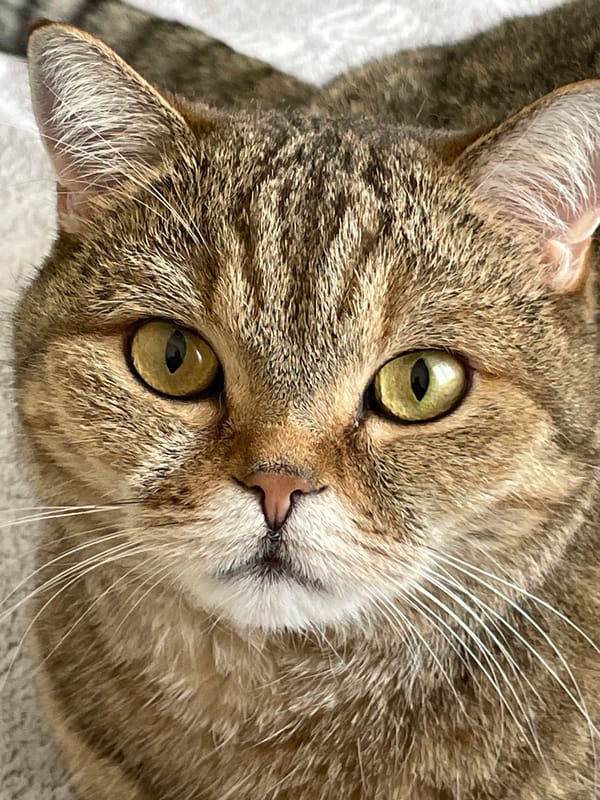 Two cats, two breeds, one moment in St. Petersburg