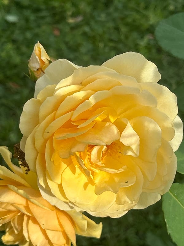 Close-up garden flowers in bloom at Mount Royal