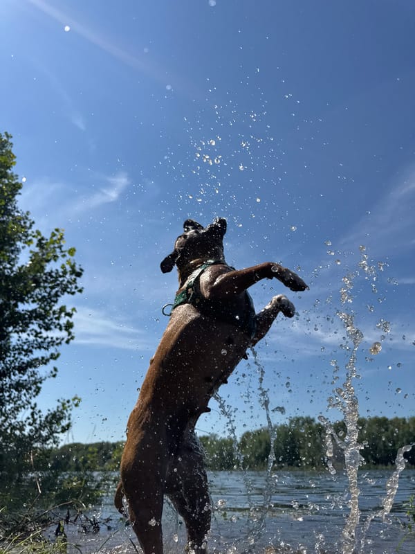 Boxer dog plays in the Kama River as a cruise ship passes by