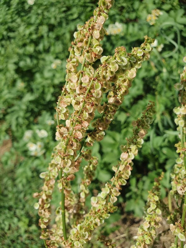 Garden documentation in rural Ukraine shows diverse crops and plants