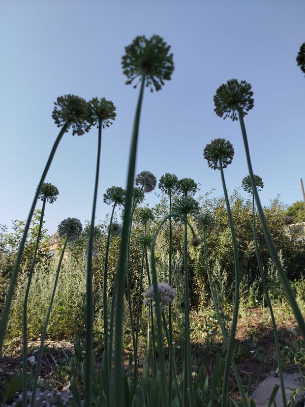Summer wildflowers, insects, and overgrown spaces in Qarağandı