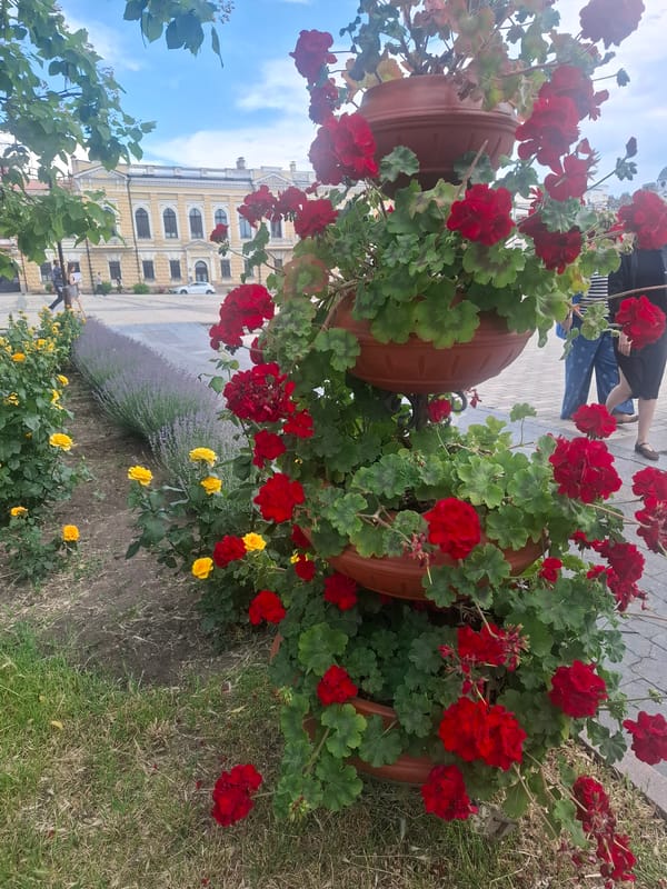 Witness documents summer flower displays in Kropyvnytskyi public gardens