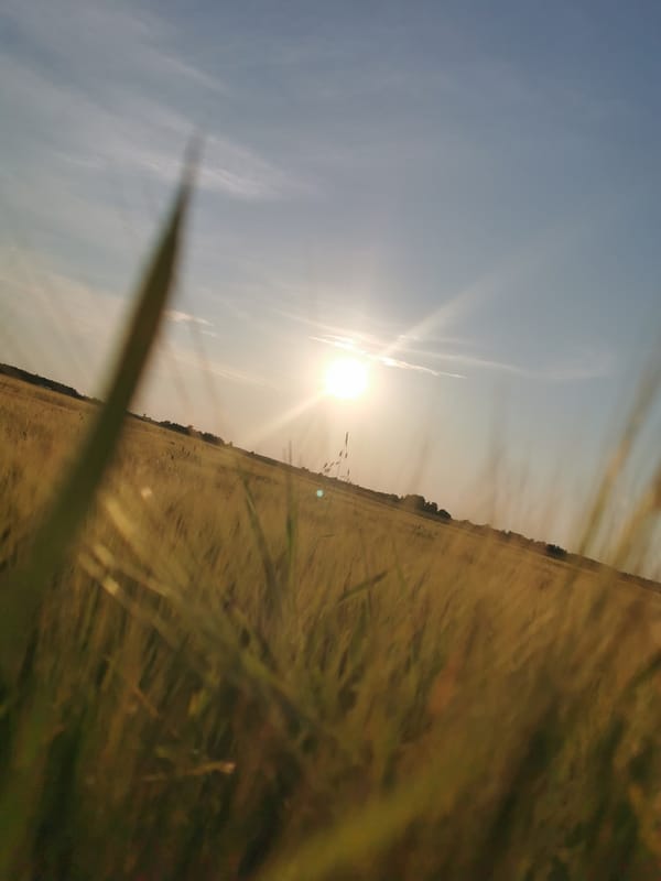 Golden wheat field glowing under a hazy Lithuanian sunset