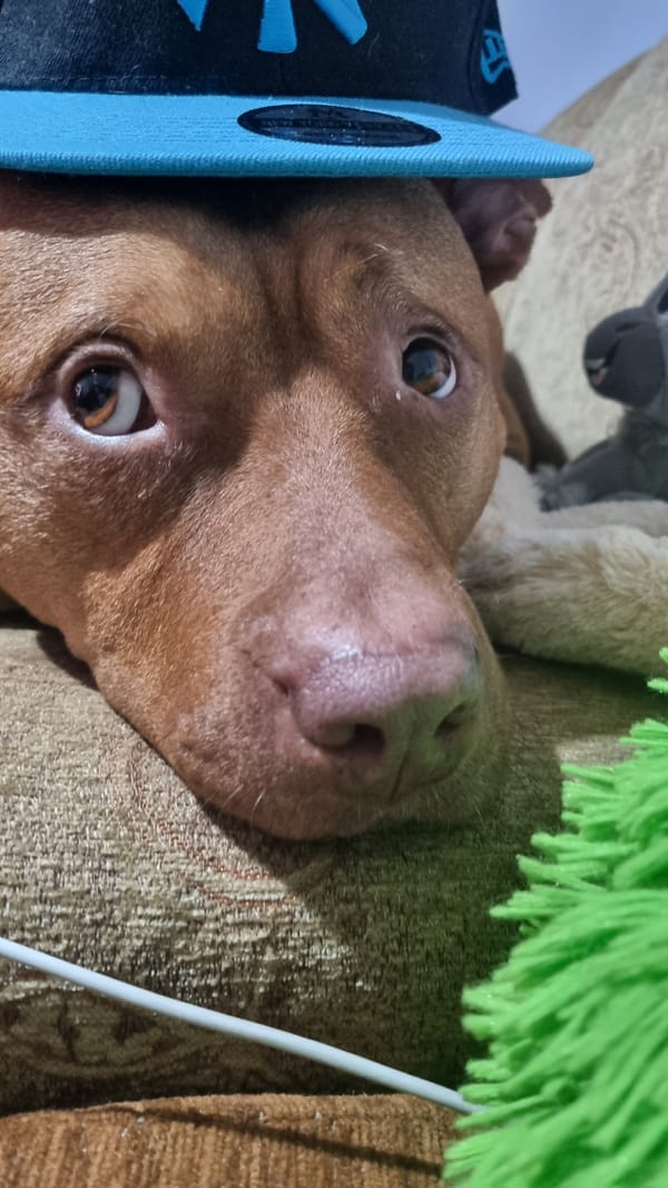 Dog Photo Session Captured in Multiple Close-Up Shots
