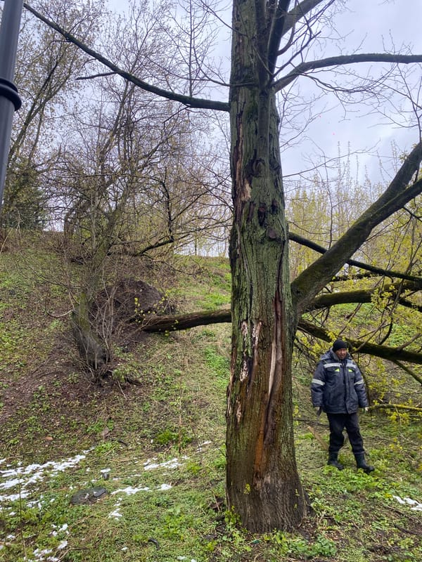 Early morning spring scenes captured in Moscow park