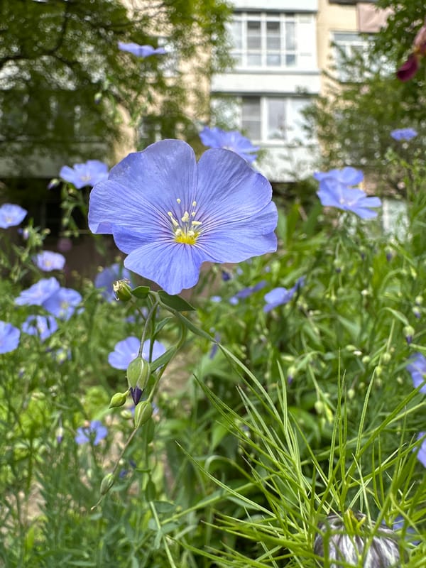 Morning garden photography session captures diverse blooms in Stavropol