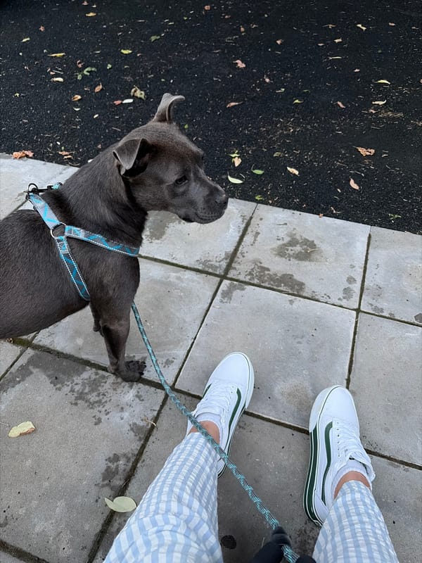 Harnessed dog visits playground with owner during evening hours