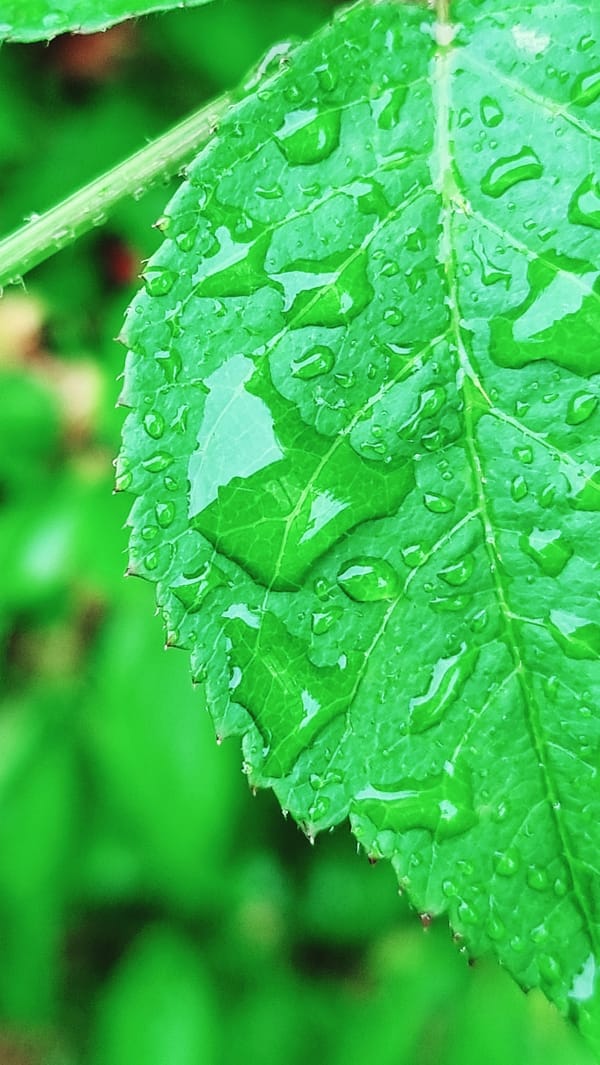 Morning rain documented through close-up nature photography in Dunnae-myeon