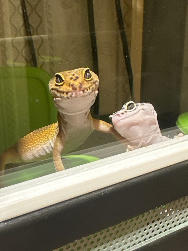 Two leopard geckos observed in Moscow terrarium enclosure