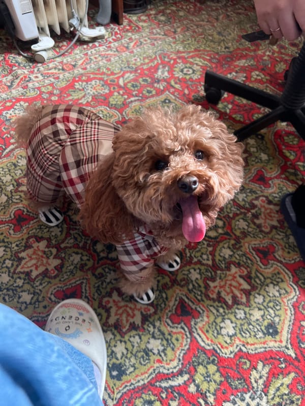 Dressed poodle and Abyssinian cat captured in Podolsk home