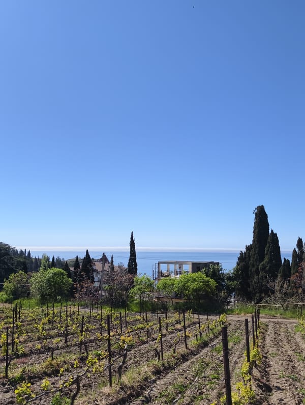 Young vineyard observed overlooking Black Sea in Utios, Ukraine