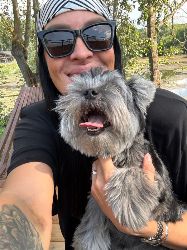 Afternoon with a grey schnauzer in Chaikovsky