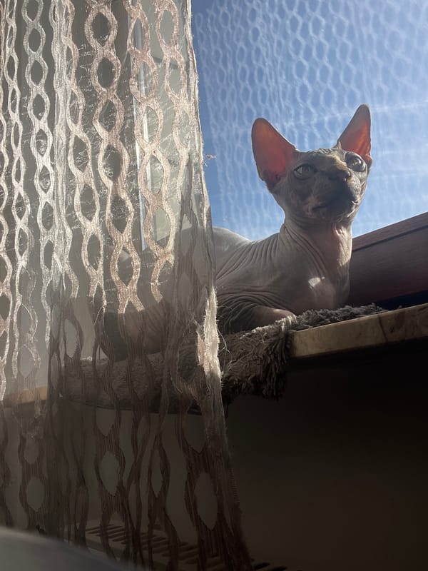 Domestic cats observed in various household activities in Konz