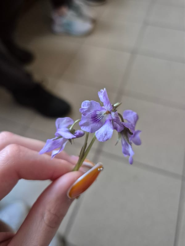Person holds purple violets in Pavlikeni, Bulgaria