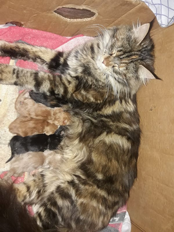 Tabby cat nurses four kittens in cardboard box