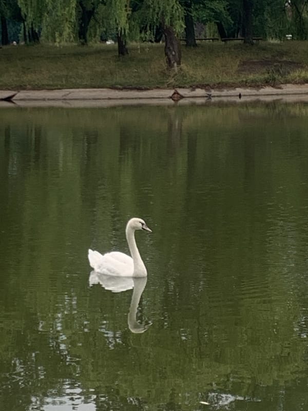 Swans, ducks, and still water at a Kolomyia park pond
