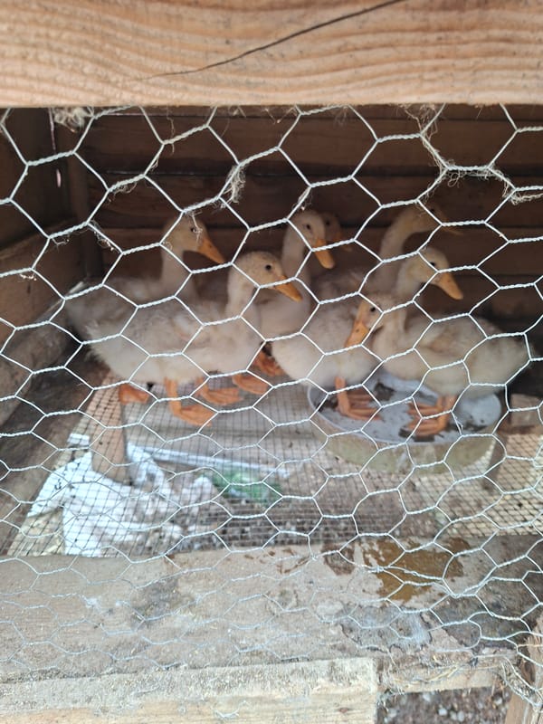 Farm animals in enclosures observed in Bulgarian village