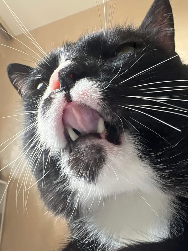 Tuxedo cats at home in Sofia, caught in close-up detail