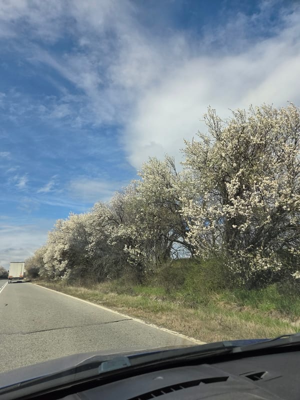 Spring blooms line Bulgarian roadside under cloudy skies