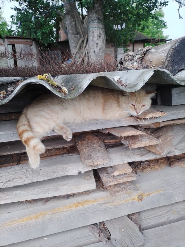 Cats and chickens observed in rural Ustyvytsia, Ukraine