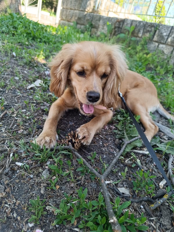 Dog walker enjoys spring afternoon in Pleven park