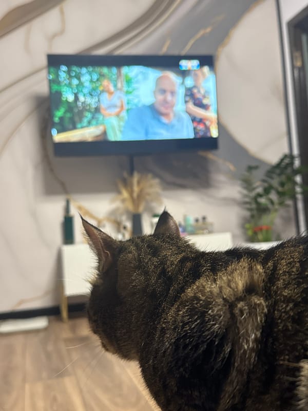 Tabby cat bonding session documented in Chernushka, Russia