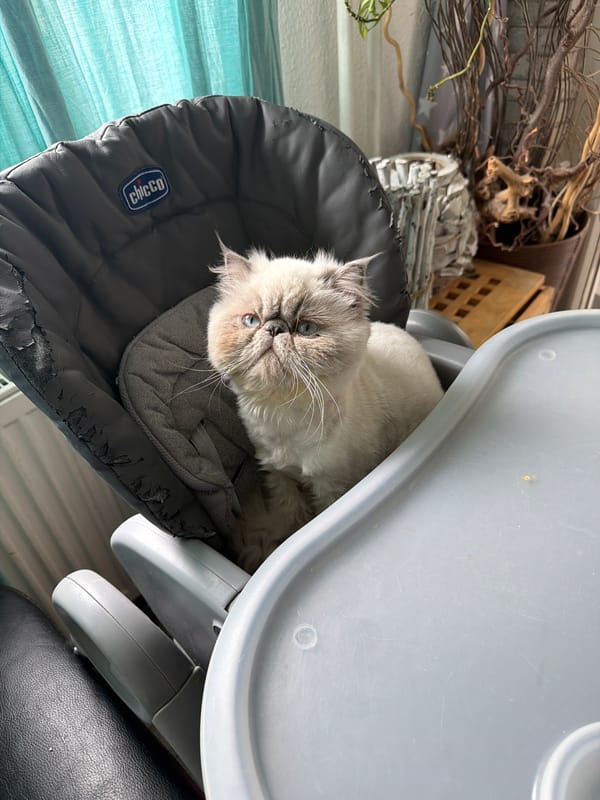 Cat naps in baby chair near window in Wiesbaden