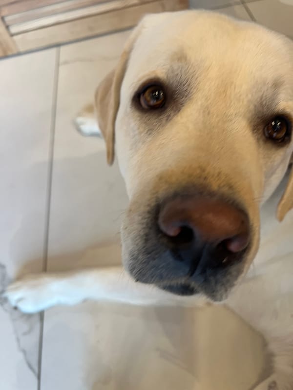 Morning moments in Mytishchi: dog portrait and Subway visit