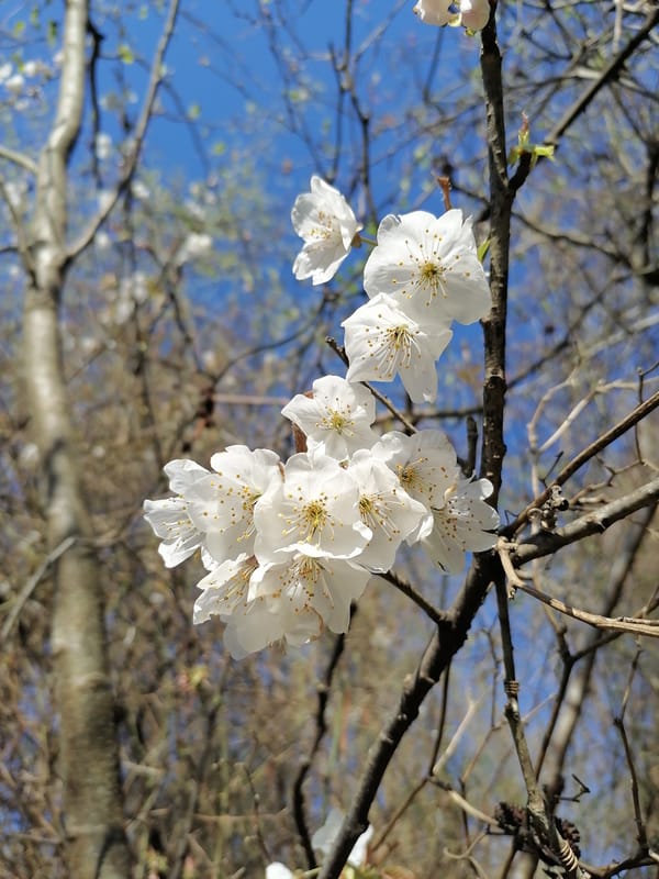 Spring blooms spotted on trees in Tsukwara, Abkhazia