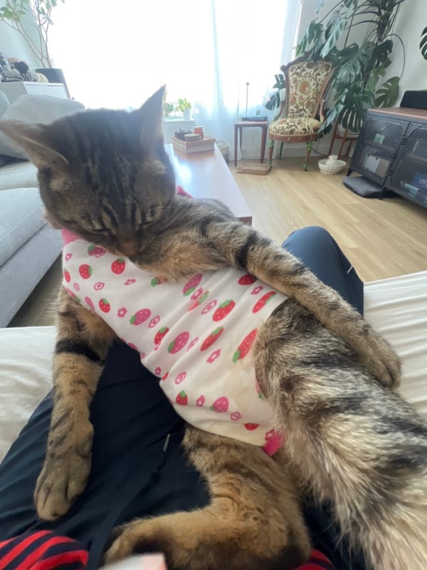 Cat in strawberry outfit lounges on owner's lap at home