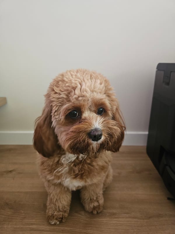 Pet interactions and tulips captured in Burgas homes
