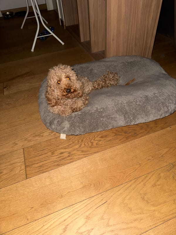 Tan poodle rests in pet bed in Belgrade home