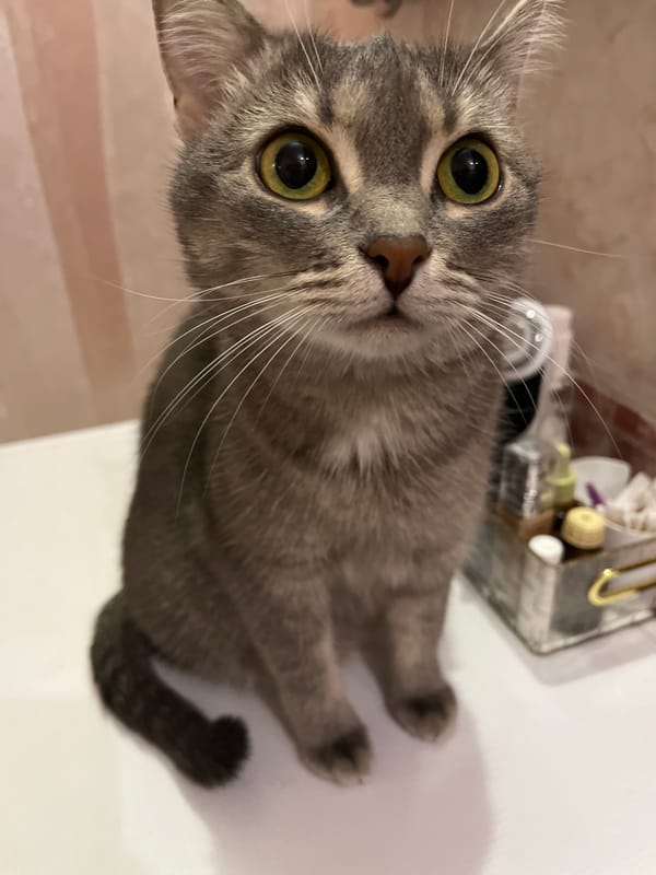 Morning cat moments documented in Chaikovsky, Russia