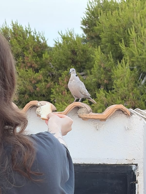 Lazy rooftop evening in Torrevieja with birds, pets, and sunset