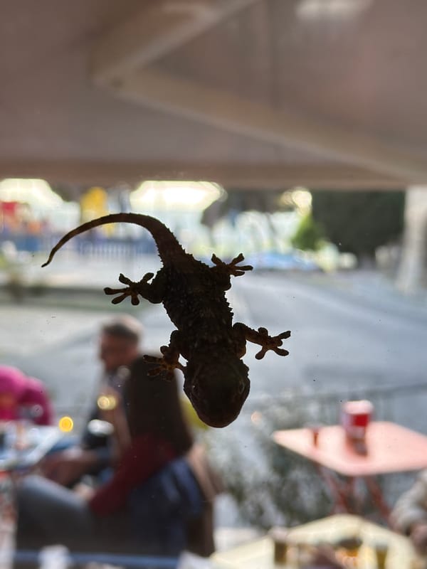 Gecko spotted clinging to glass in Tarquinia, Italy